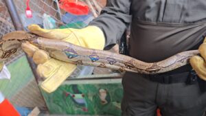 Alerta en Boyacá: hallan boa en vivienda, especie inusual en ese clima