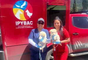 Más de 300 perros y gatos recibieron atención en jornadas de bienestar animal en Cundinamarca