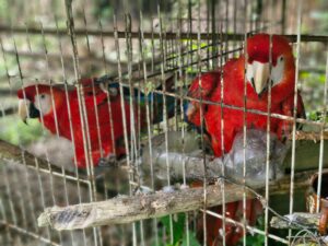 Rescatan guacamayas, un mono y otras especies silvestres que eran mantenidas en condiciones de maltrato