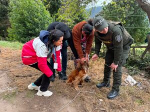 Soacha rescata dos perros víctimas de presunto maltrato