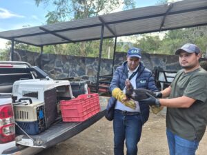 «No los mediquen en casa»: la advertencia tras la muerte de 11 animales silvestres afectados por incendios