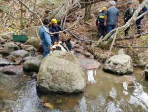 Autoridades rescataron un bovino que cayó a un canal de agua en la comuna Occidental